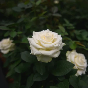 White Roses